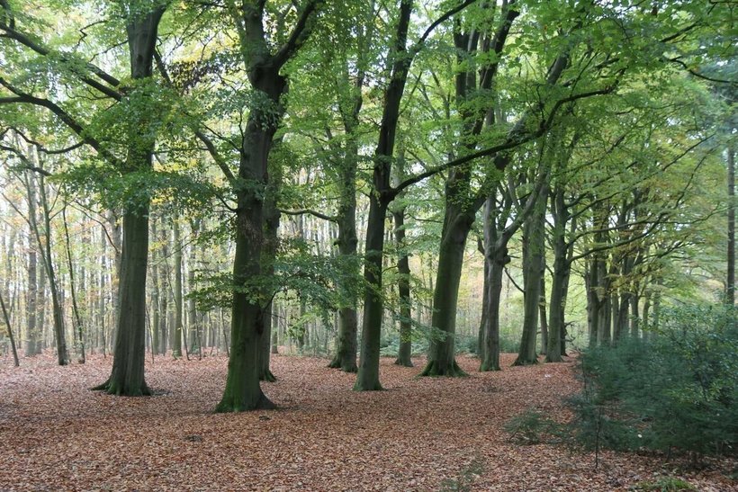 Уникальным деревьям Европы грозит полное исчезновение  