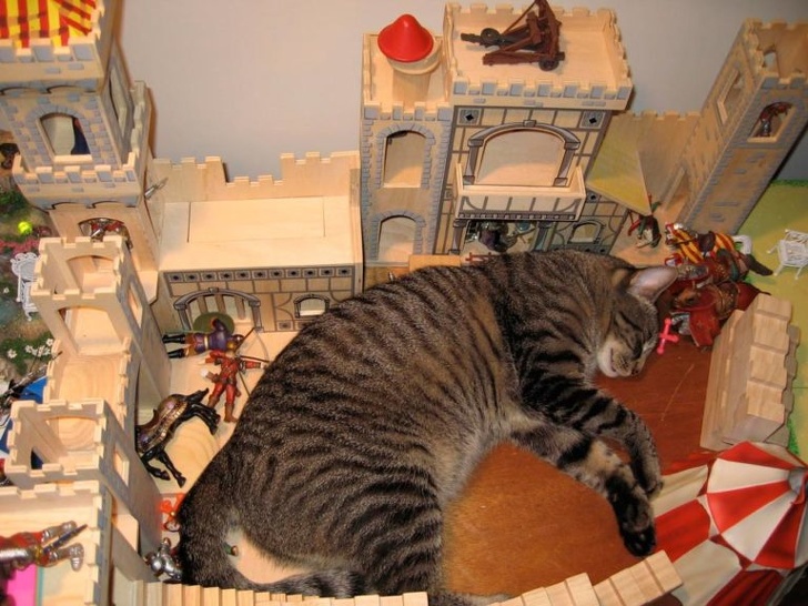 Доказательства того, что быть котом — настоящее искусство 