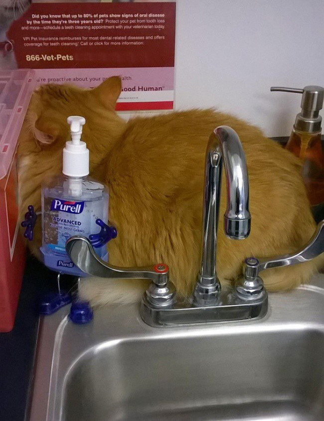 Непревзойденные мастера скрытности! Скрытность, кошки, подборка, прикол, юмор