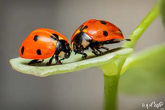 Почему важны насекомые: Божьи коровки