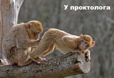 ЖИЗНЬ ЖИВОТНЫХ  Сначала, милота, настроения             , жизненные, ситуации                                                               