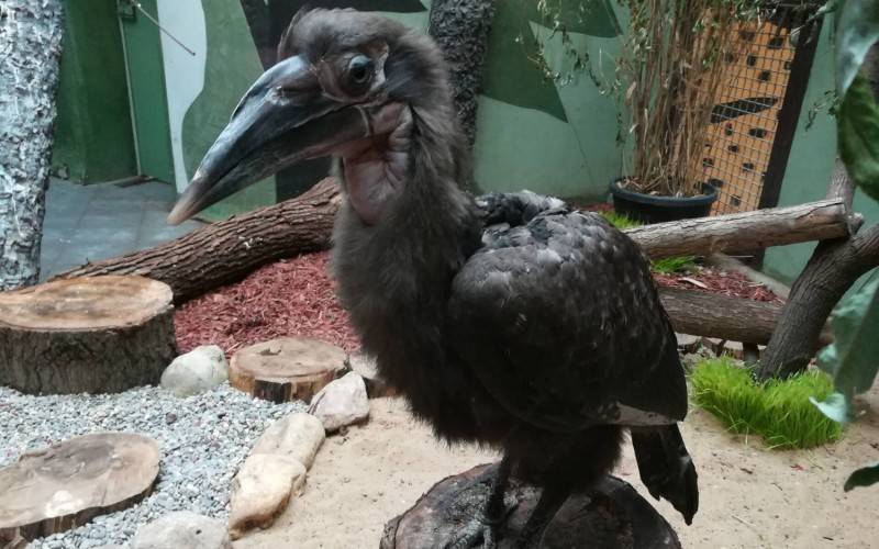 В Московском зоопарке впервые вылупился птенец кафрского рогатого ворона