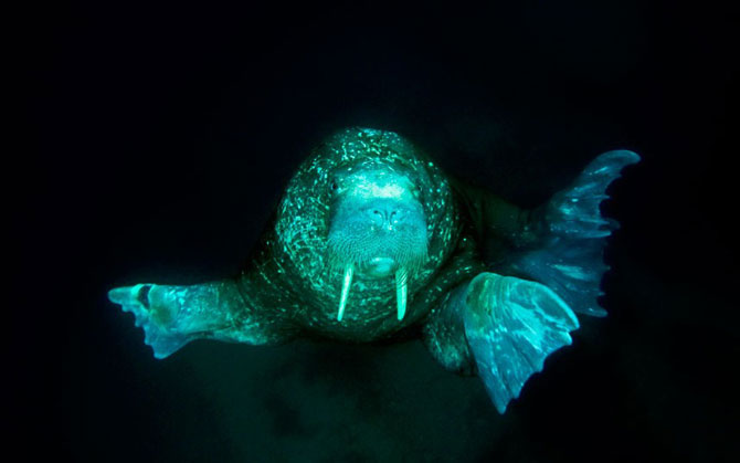 Моржи крупным планом Моржи крупным планом