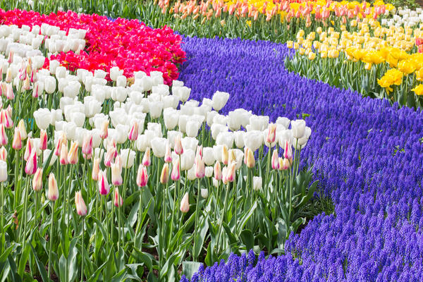 15 цветочных "спецэффектов", которые изменят ваш сад ландшафтный дизайн,цветы