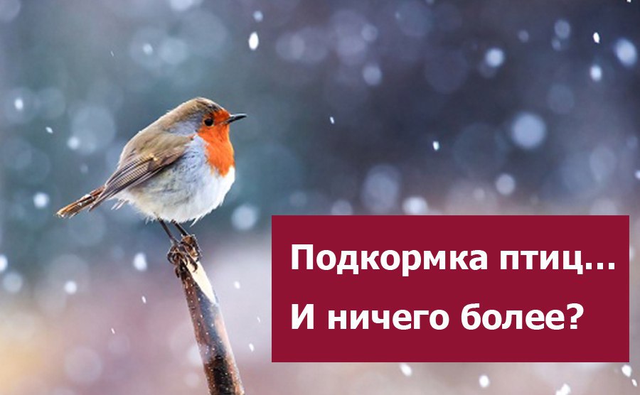 Подкормка птиц зимой… И ничего более?