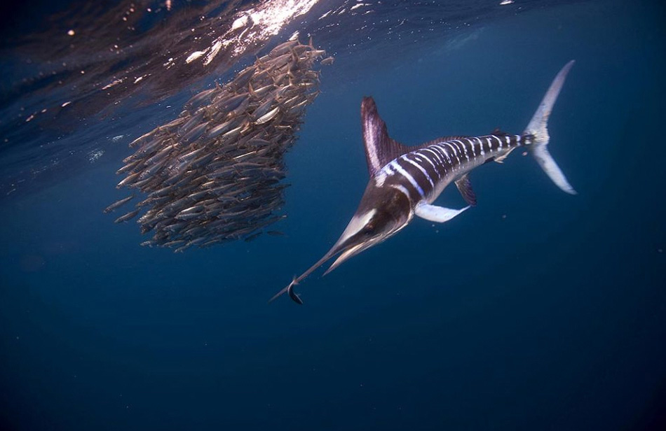 Фотография: Волшебство океана №9 - BigPicture.ru