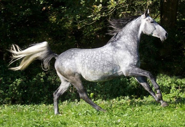 Першеронская лошадь животные, лошадь