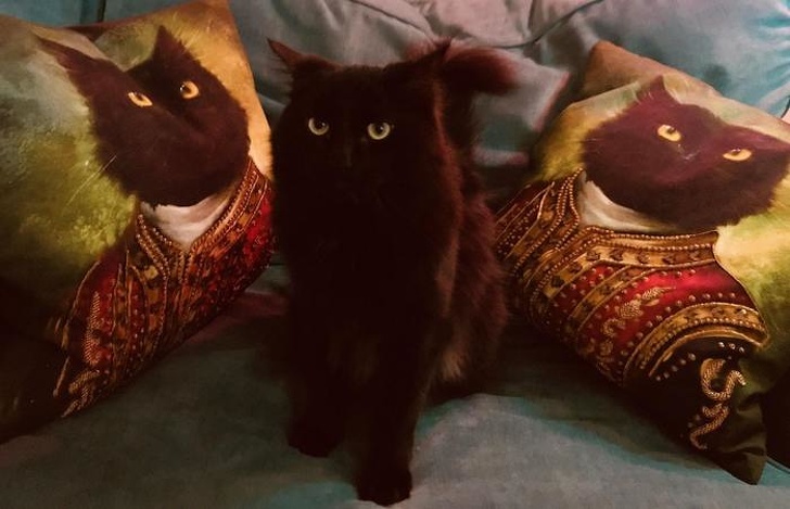 Доказательства того, что быть котом — настоящее искусство 