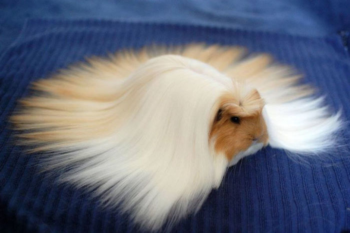 Long-haired-guinea-pigs