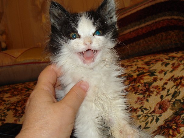 Дети скинули котенка с 8 этажа, а потом наблюдали, как он падал вниз… Дети скинули котенка с 8 этажа, а потом наблюдали, как он падал вниз… истории из жизни