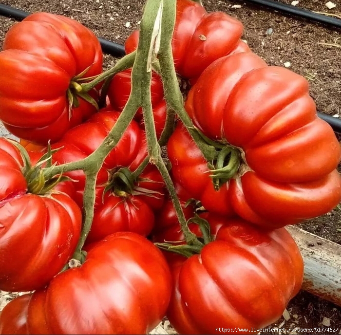 5177462_Image_10_3_ (700x688, 394Kb)