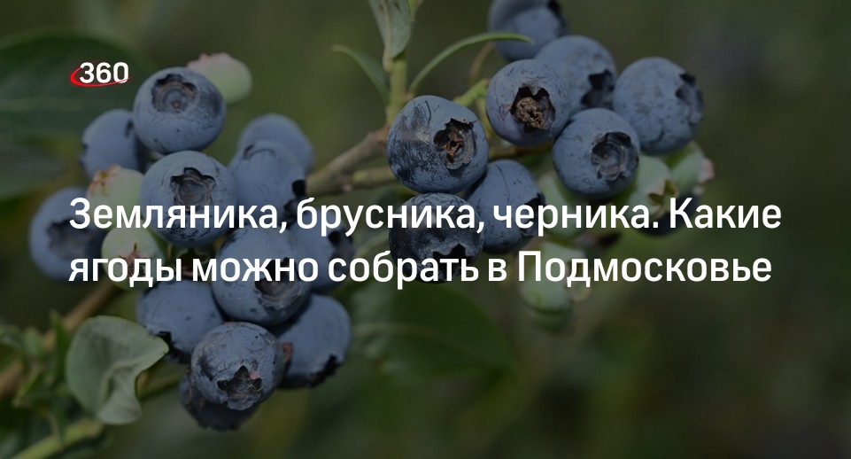 Биолог Кубарев рассказал, где находятся ягодные места в Подмосковье