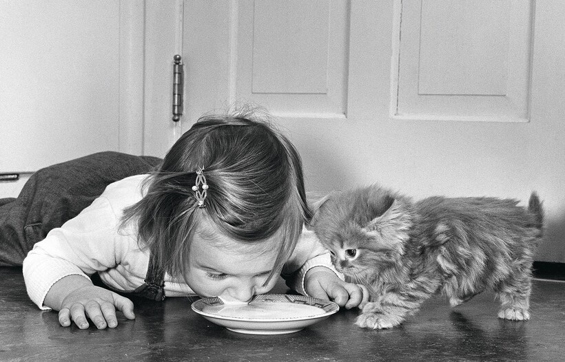 15 работ фотографа, который 75 лет снимал кошек 15 работ фотографа, который 75 лет снимал кошек снимал, который, фотографа, работ, котенка, коты15, Уолтер, кошекУолтер, начал, постоянно, снимки, кошек, принесли, именно, кошекЧандоха, стали, появилась, домой, локомотивом, сравнила