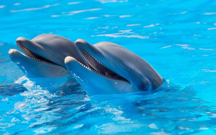 Самые интересные факты о дельфинах. Интересные факты о дельфинах для детей