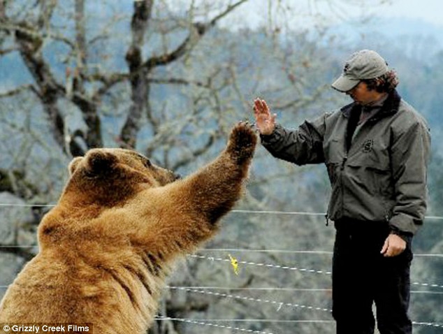 Удивительная история дружбы человека и медведя гризли гризли, дружба, медведь