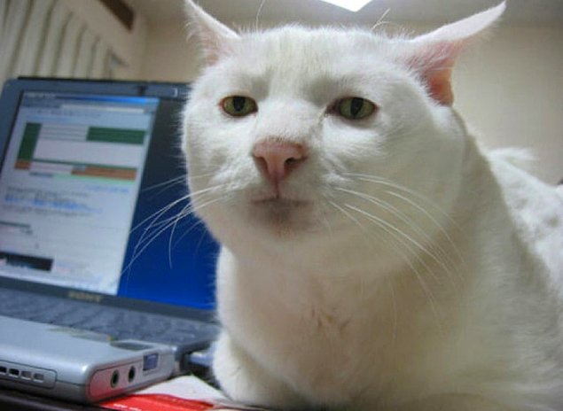 НЕфотогеничные кошки... Да, да, и такие бывают!