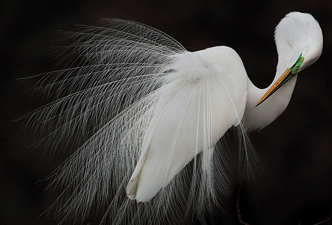 Птичий конкурс Audubon Photography Awards 2015