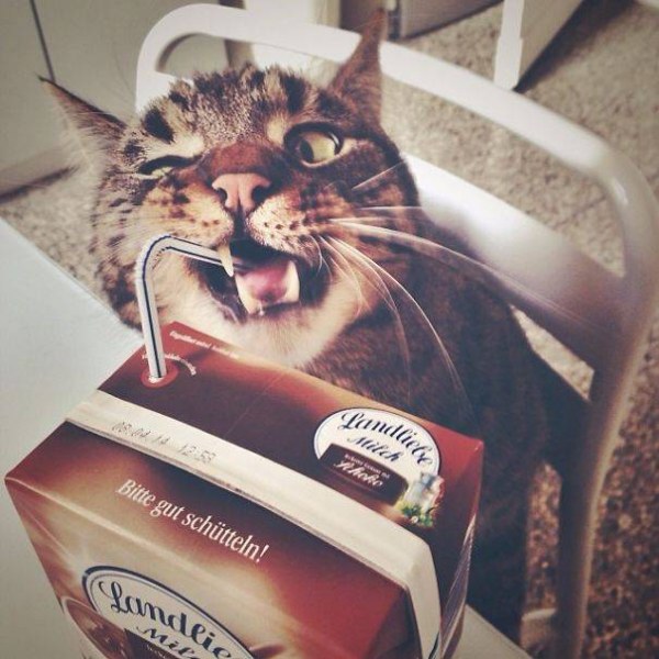 Усатые воришки Усатые воришки