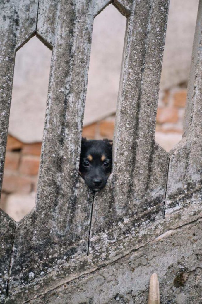 Helens-house-of-hope-A-new-life-for-the-abandoned-and-mistreated-dogs-of-Bulgaria-59db5c6050e2f__880
