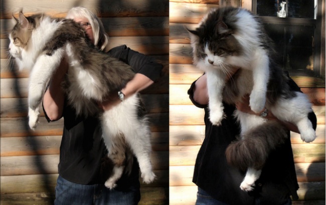 NewPix.ru - Фото самых больших котов