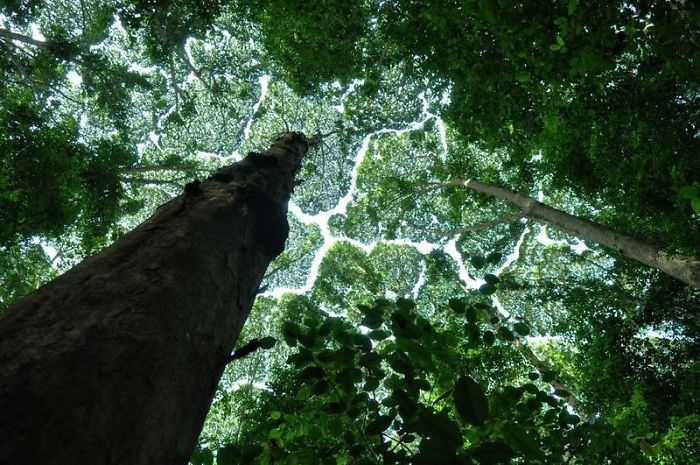 Crown Shyness Trees