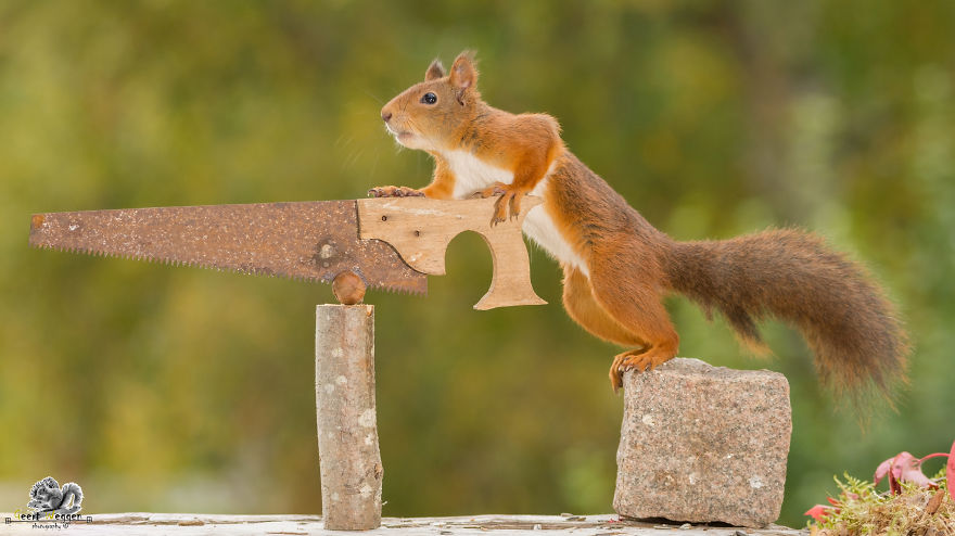 Белки из окна — это же изумительно! животные,природа,Путешествия,фото