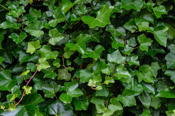 Плющ обыкновенный (Hedera helix)