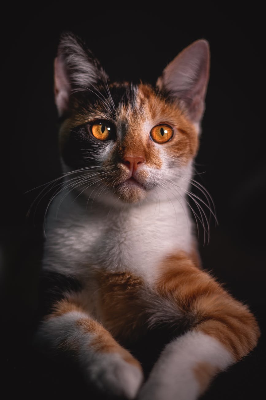 кошка на фото