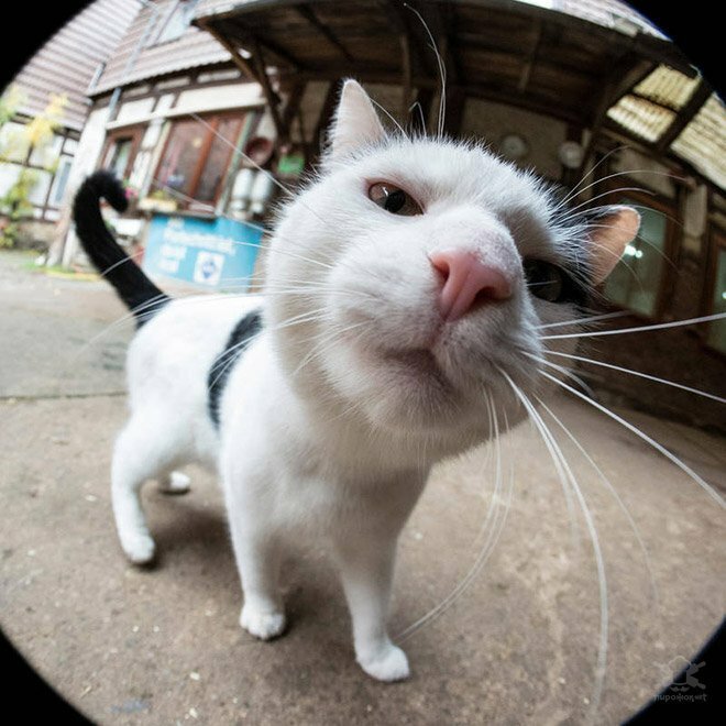 Забавные любопытные кошки, попавшие в объектив фотокамеры животные, коты, юмор