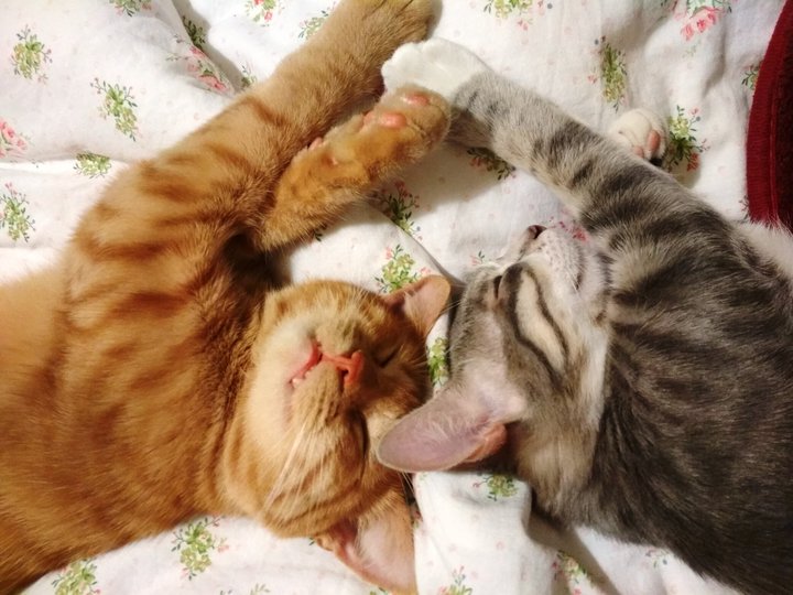 зимние коты. кот на окне. грустные стихи. маме котиков. смешные картинки с котами и надписями.