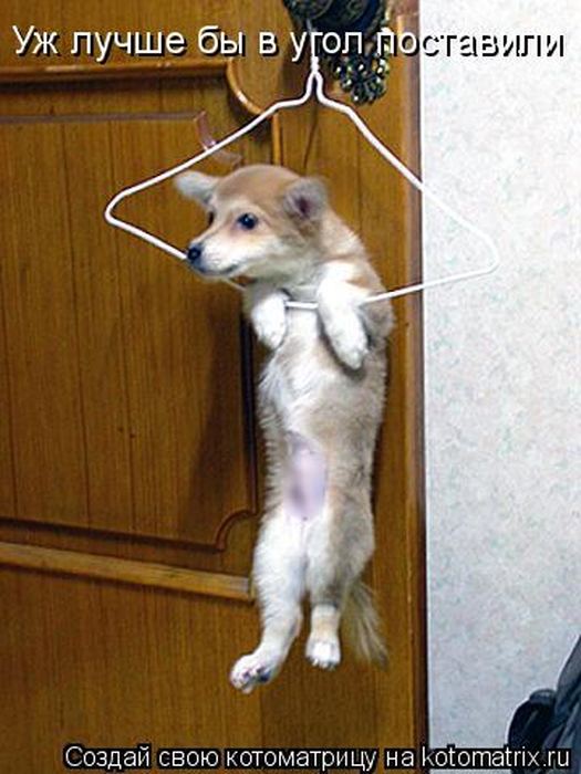 Устал, как собака? Отдохни, как кошка! Устал, как собака? Отдохни, как кошка!