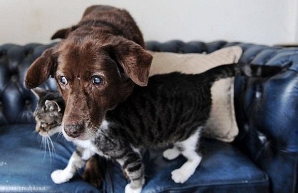 Кошка-поводырь для слепой собаки.Такое редко встретишь животные, кошки, поводырь, собаки