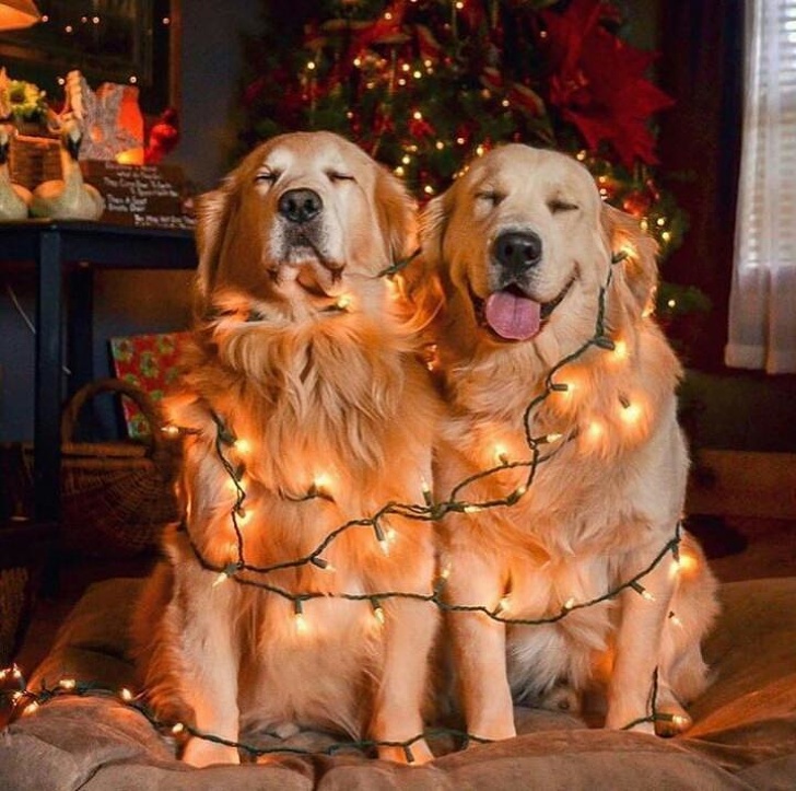 18 теплых новогодних историй, которые пропитаны ароматом мандаринов, хвои и волшебства