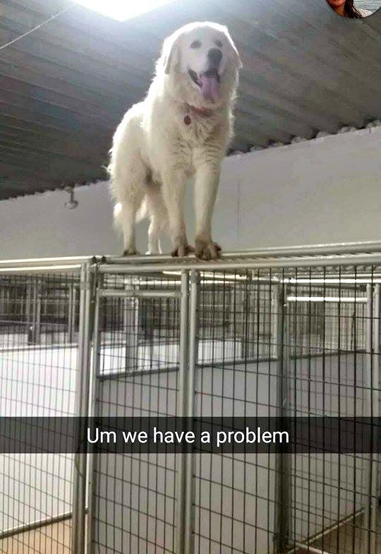 Great Pyrenees are beautiful, majestic dogs, but they're not for everyone. If you want a pyr, consider these six things first.
