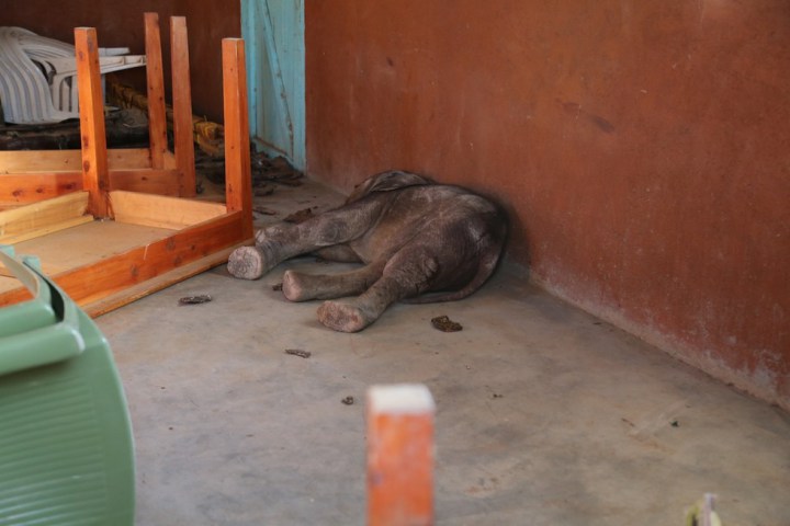 слоненок сирота помогает другим преодолеть боль 