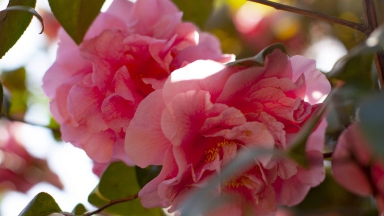 Раньше тут отдыхали только министры, а сегодня любой турист — парк «Парадиз» в Крыму Раньше тут отдыхали только министры, а сегодня любой турист — парк «Парадиз» в Крыму Общество