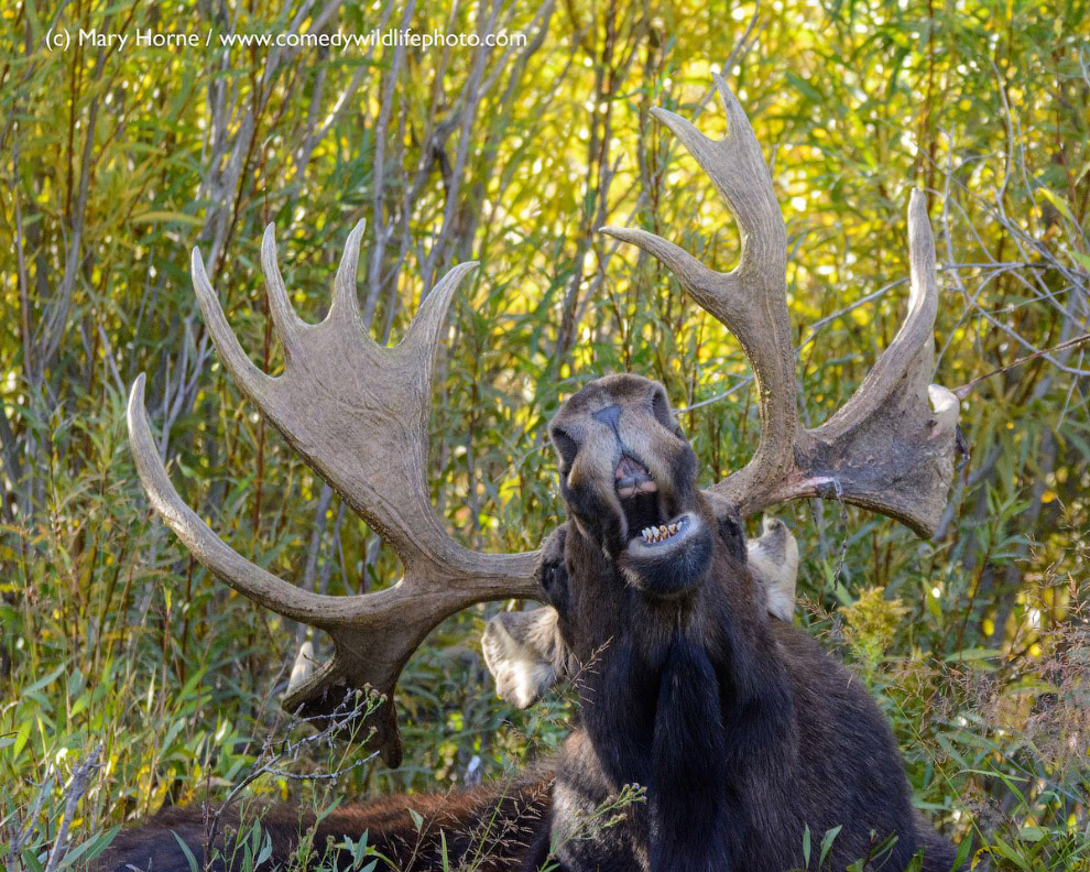 Самые смешные кадры Comedy Wildlife Photography Awards 2018
