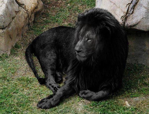 Удивительные кошки: черные львы