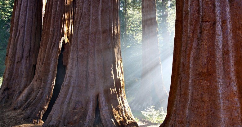 Почему никто не видел, как умирают самые высокие долгожители — секвойи дерево, природа, секвойя