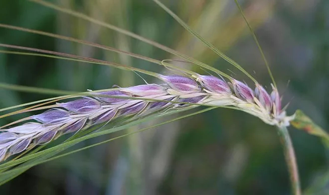 В РГАУ вывели пшеницу с фиолетовыми зернами