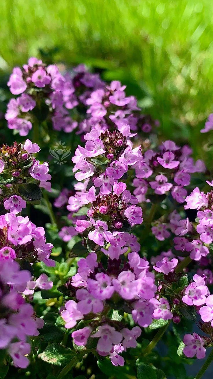 Какие цветы посадить на даче, если у вас много солнца или много тени растение, грунт, стоит, любит, можно, цветы, лучше, почву, высаживать, хорошо, переносит, только, когда, заморозков, требует, нужно, выращивают, цветет, рекомендуется, поэтому