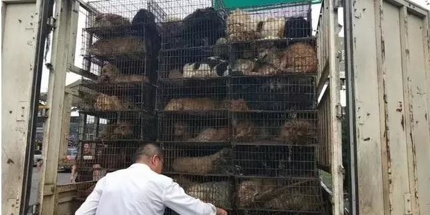 Собаку спасли из скотобойни. Она стала служебной и уже дважды спасла жизнь новому хозяину Собаку спасли из скотобойни. Она стала служебной и уже дважды спасла жизнь новому хозяину