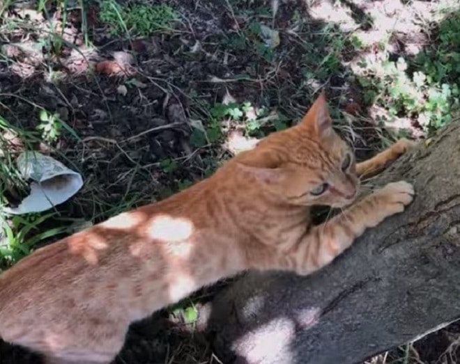 Кошка на дереве