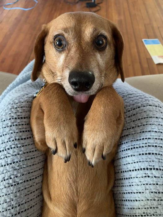 Смешные зверьки 