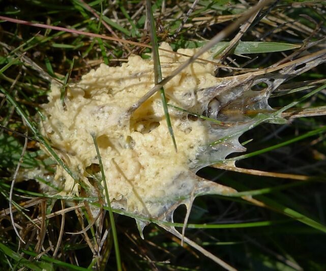 У миксомицета муцилаго корковый (Mucilago crustacea) есть английское название «Dog sick fungus» (рвота больной собаки) — примерно так он и выглядит. © Gailhampshire  
