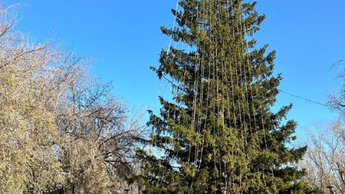 Елка в парке 