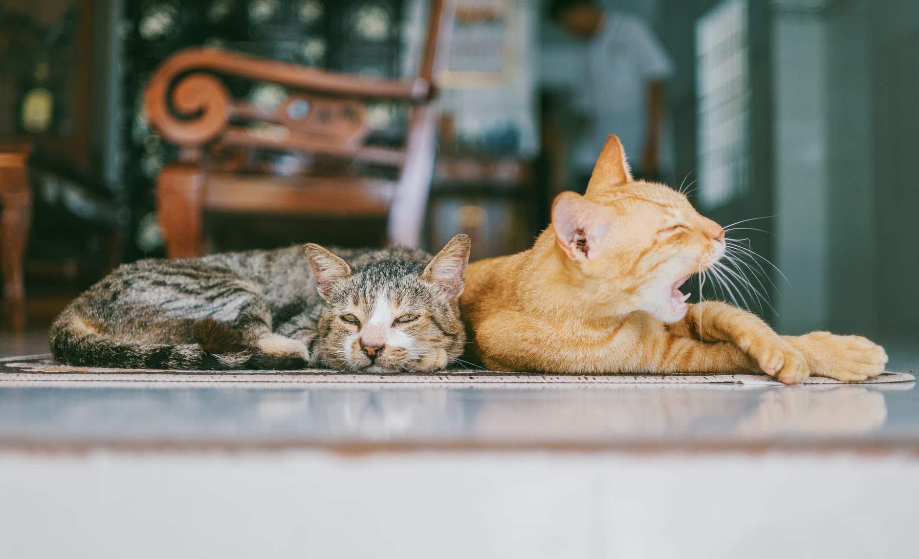 коты