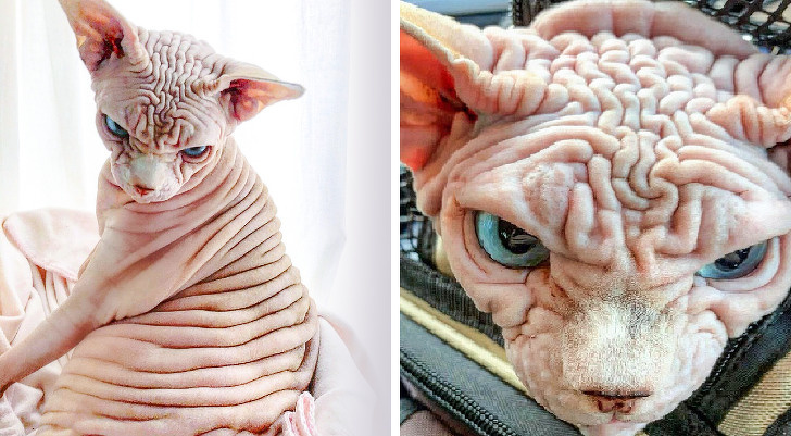 25 животных, которые пытались разозлиться, но заставили нас умилиться вместо этого