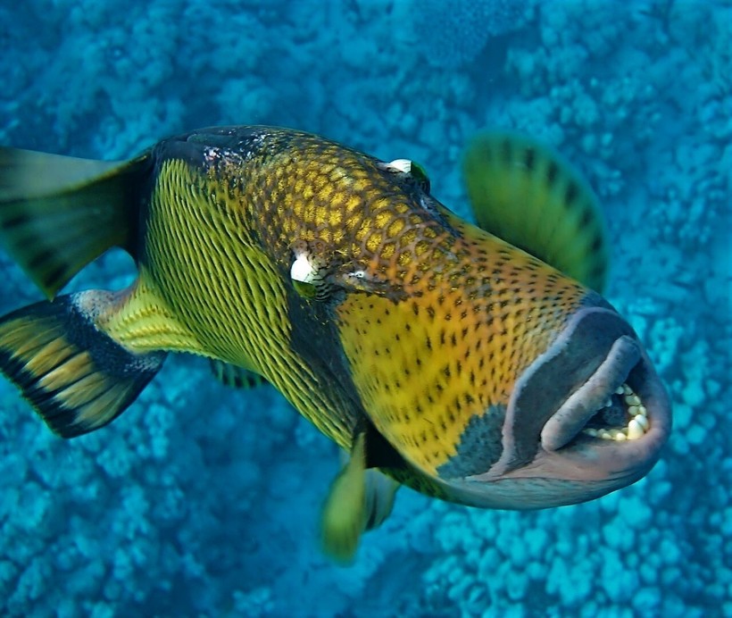 Голубоперый балистод: опасная рыба с жуткими зубами и агрессивным поведением