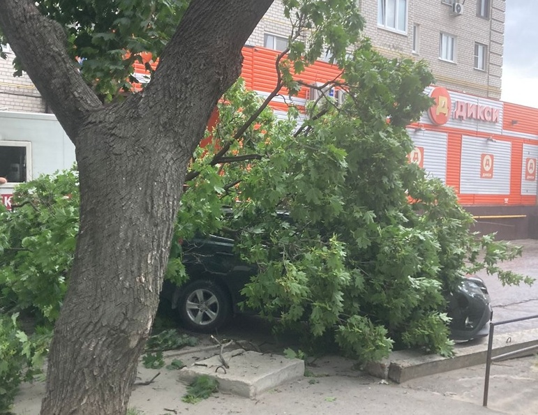 На улице Горького на автомобиль упало дерево